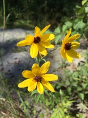 Tall coreopsis