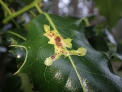 Phytomyza ilicis