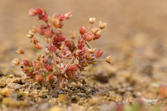 Crassula decumbens