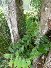 Eupomatia laurina