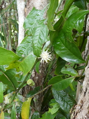 Eupomatia laurina