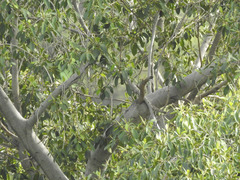 Buteo lineatus