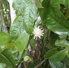 Eupomatia laurina