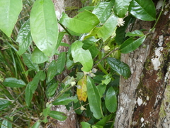 Eupomatia laurina