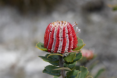 Banksia coccinea