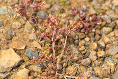 Crassula decumbens