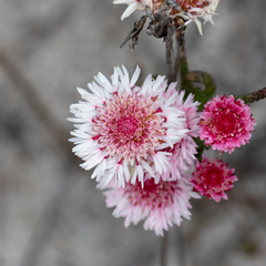 Actinodium cunninghamii