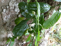 Eupomatia laurina