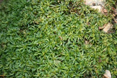 Atrichum undulatum