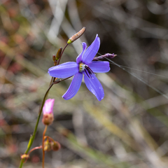 Agrostocrinum scabrum