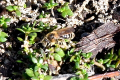 Andrena miserabilis