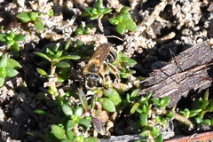 Andrena miserabilis