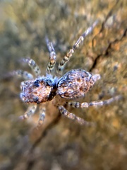 Saitis variegatus