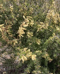 Vachellia brandegeana