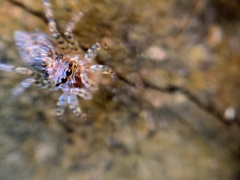 Saitis variegatus