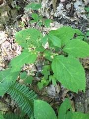Collinsonia canadensis