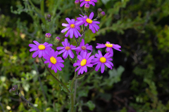 Senecio elegans