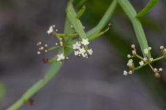 Platysace compressa