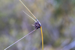 Mesomelaena tetragona