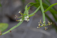 Platysace compressa