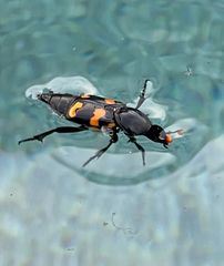 Nicrophorus carolina