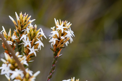 Lysinema ciliatum