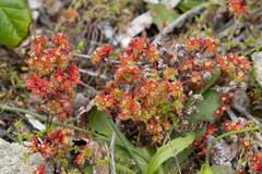 Crassula glomerata