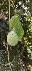 Passiflora adenopoda
