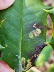 Phytomyza ilicicola