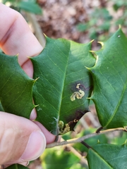 Phytomyza ilicicola