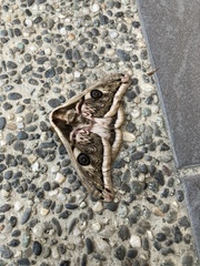 Saturnia pyretorum