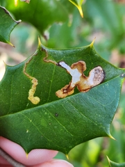 Phytomyza ilicicola