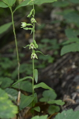 Epipactis albensis