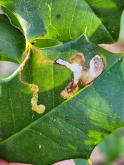 Phytomyza ilicicola