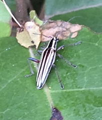 Navomorpha sulcata