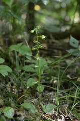 Epipactis albensis