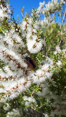 Diaphonia dispar