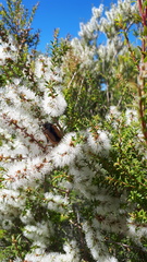 Diaphonia dispar