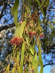 Amyema miquelii