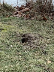 Microtus pennsylvanicus