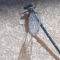 Argia alberta