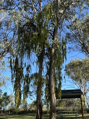 Amyema miquelii
