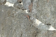 Teira dugesii dugesii