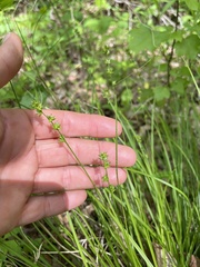Carex rosea