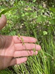 Carex rosea