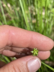Carex rosea