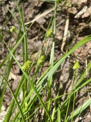 Carex cephalophora