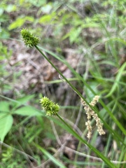 Carex cephalophora