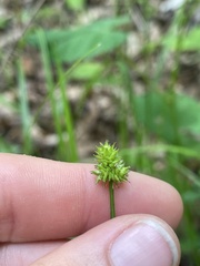 Carex cephalophora