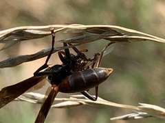 Mischocyttarus drewseni